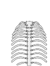 skeleton man 3 c